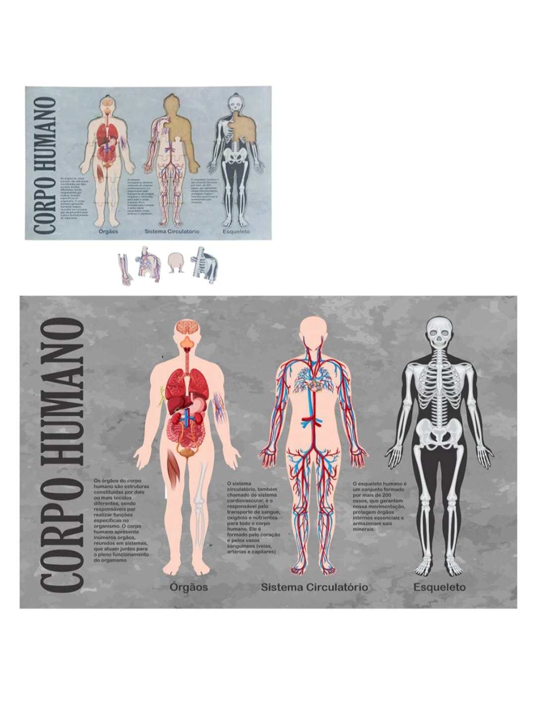 TABULEIRO DIDATICO MADEIRA CORPO HUMANO